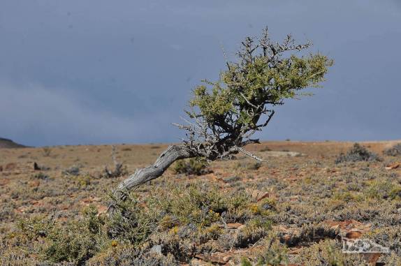 Árvore torcida pelo vento quase constante no Monumento Natural Bosques Petrificados, região de Caleta Olivia, no sul da Argentina
